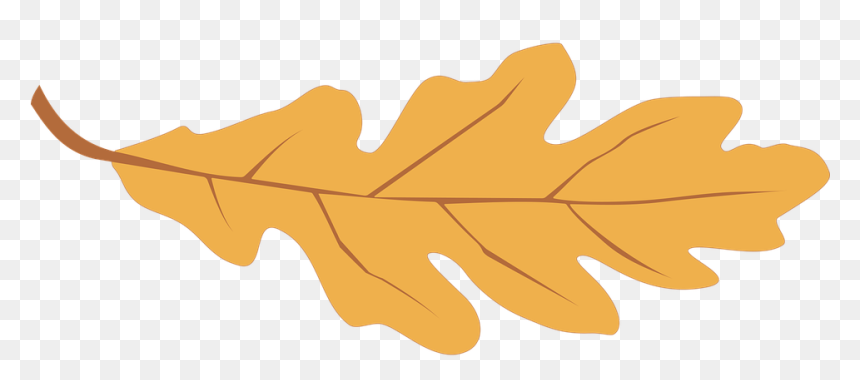 Fall Leaf Graphic, HD Png Download - oak leaf png