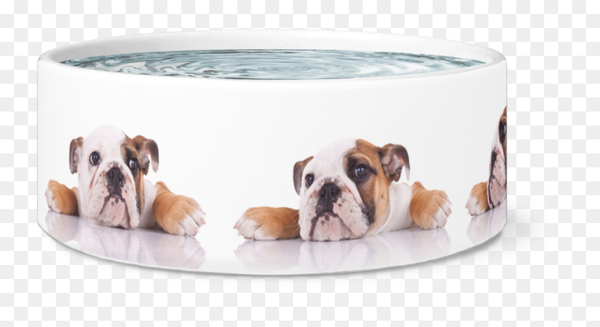 Large Dog Bowl, English Bulldogs Designer Dog Bowls - Australian Bulldog, HD Png Download - dog bowl png