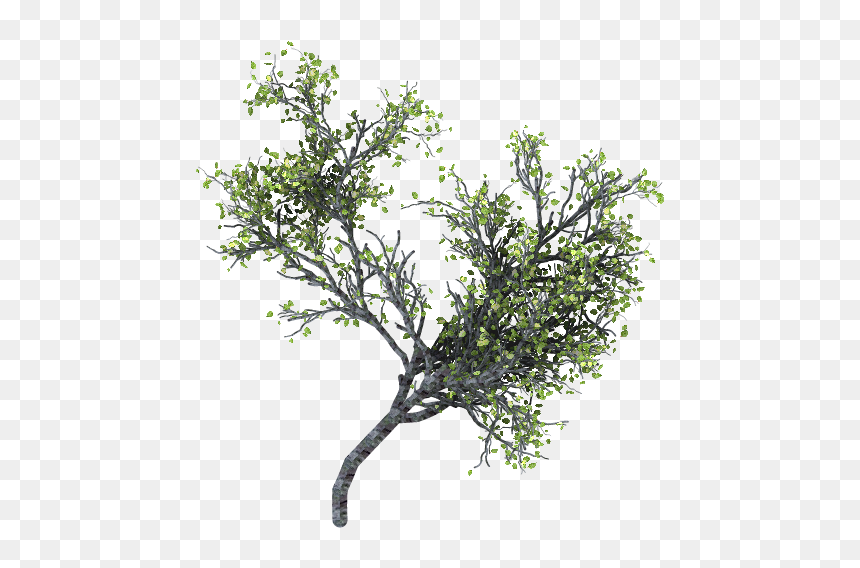 Thumb Image - Rama Arbol Png, Transparent Png - arbol png