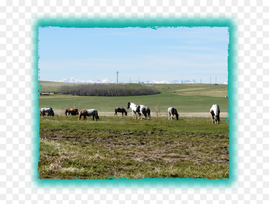 Grazing, HD Png Download - eagle feather png