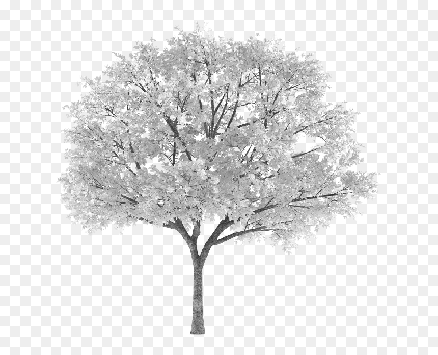 Tree Arbol Snowy Nevado White Blanco Sauce Willow Frond - Transparent Background Autumn Tree Png, Png Download - arbol png