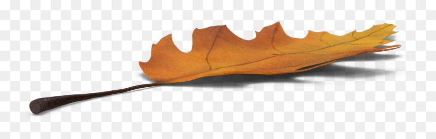 Maple, HD Png Download - oak leaf png