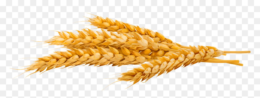 Bombardier - Wheat Germ E Amway, HD Png Download - trigo png