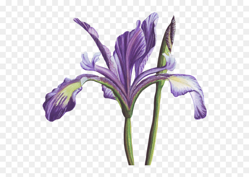 Flower Banner, HD Png Download - purple banner png