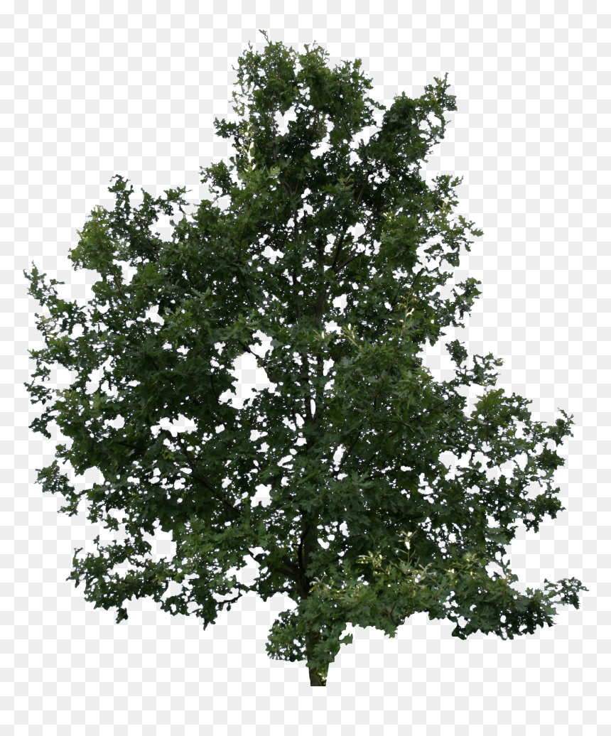 Oak, HD Png Download - oak leaf png