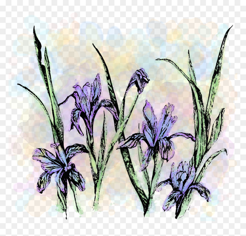 Wildflower Show -1, HD Png Download - wildflower png