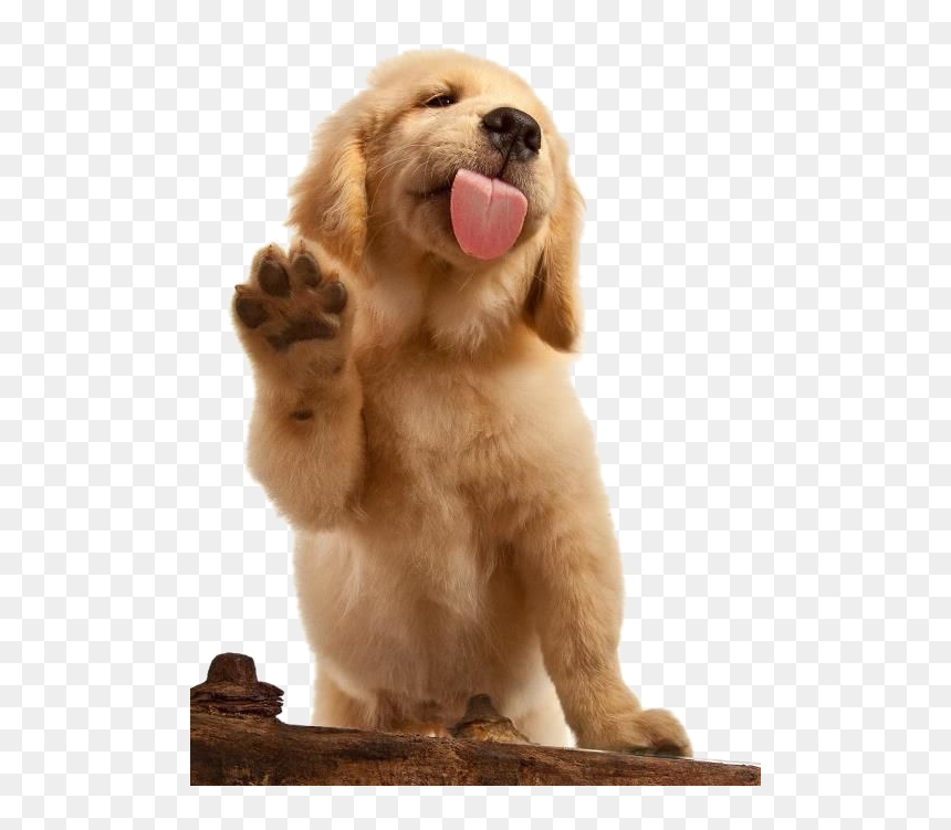 Golden Retriever Waving, HD Png Download - doggo png