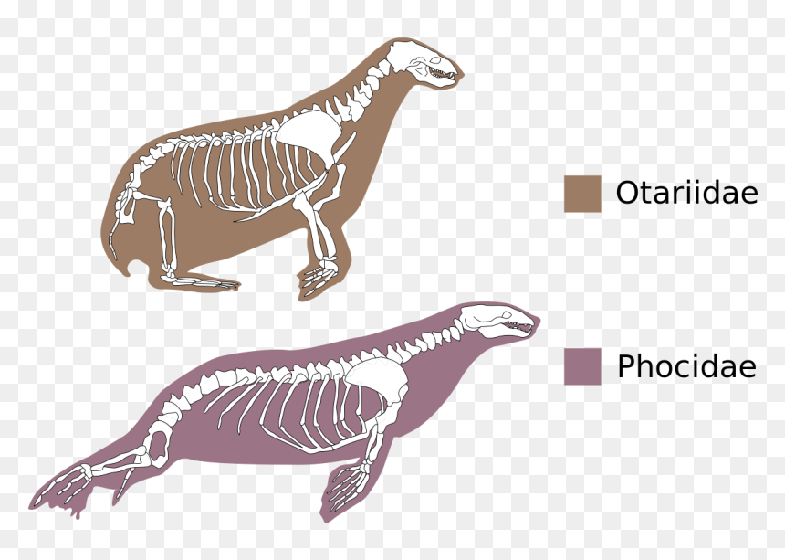 True Seals And Eared Seals, HD Png Download - yee dinosaur png