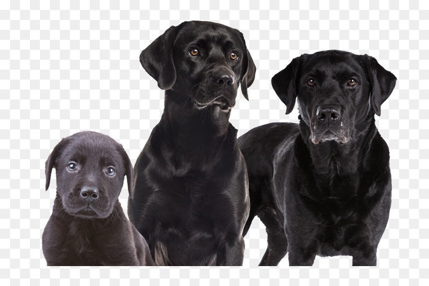 Labrador Retriever, HD Png Download - doggo png