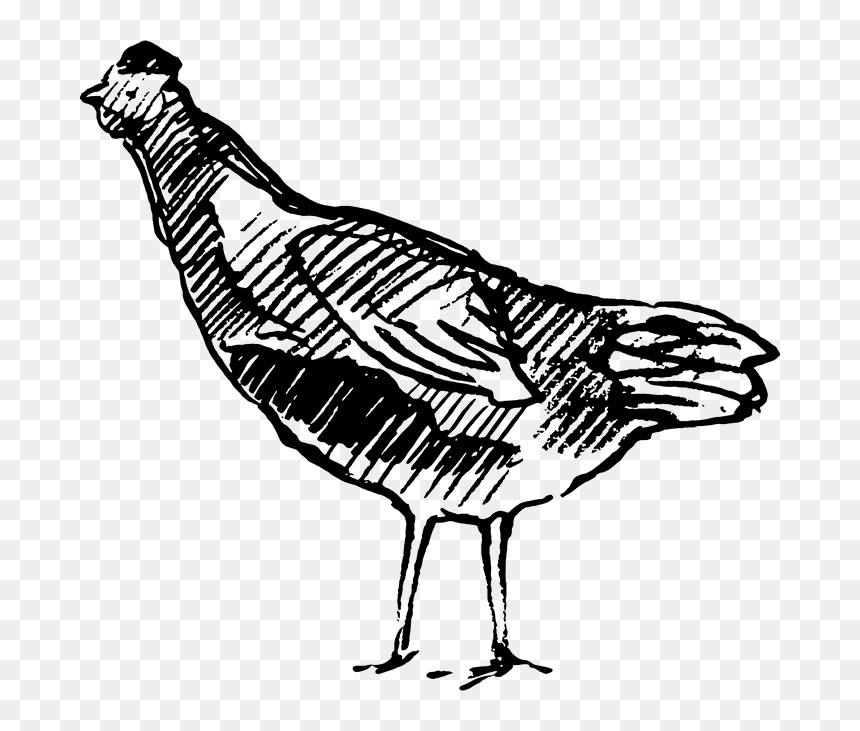 Sketched Chicken Rubber Stamp - Turkey, HD Png Download - rubber chicken png