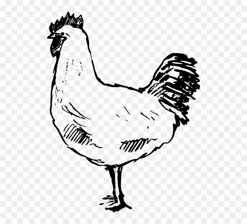 Hen Rubber Stamp - Rooster, HD Png Download - rubber chicken png