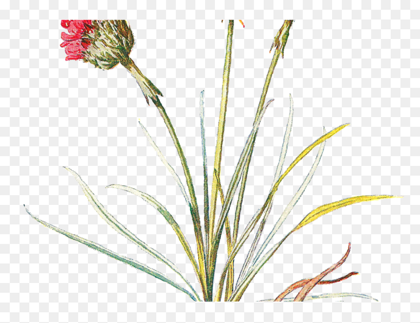 Transparent Marigolds Clipart - Wild Flowers Png, Png Download - wildflower png