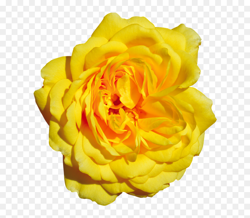 Garden Roses, Hd Png Download - Floribunda, Transparent Png - yellow roses png