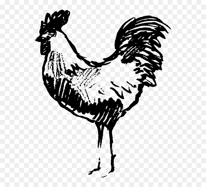 Sketched Rooster Rubber Stamp - Sketched Chicken, HD Png Download - rubber chicken png