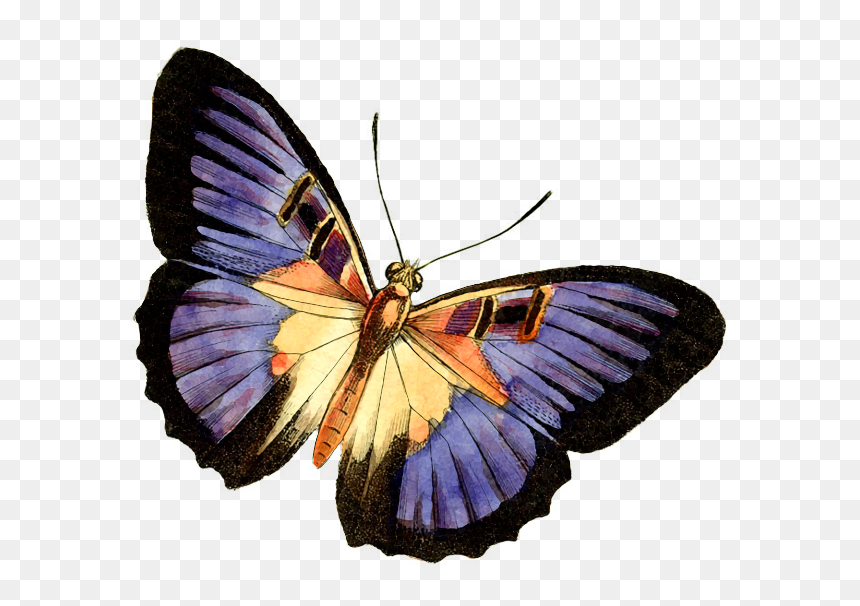 Purple Butterfly Png - Real Butterfly Clipart, Transparent Png - purple butterfly png