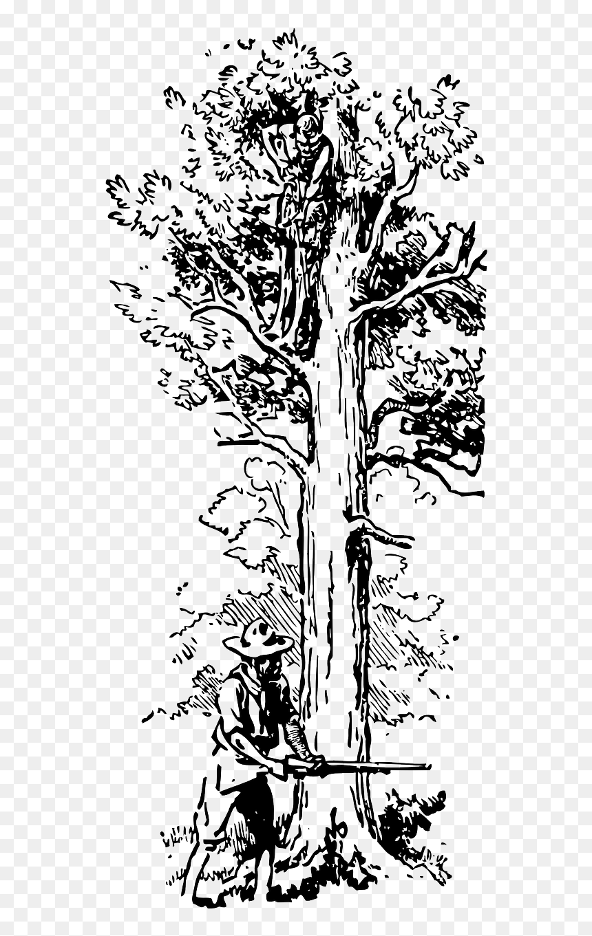 Transparent Big Tree Png - صورة رجل يقطع شجرة, Png Download - tall tree png