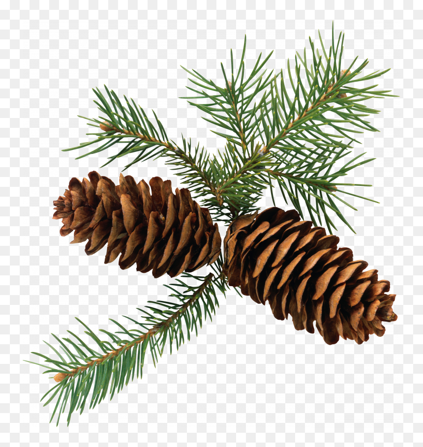 Now You Can Download Pine Cone Png Clipart - Pine Cone Evergreen Clipart, Transparent Png - cone png