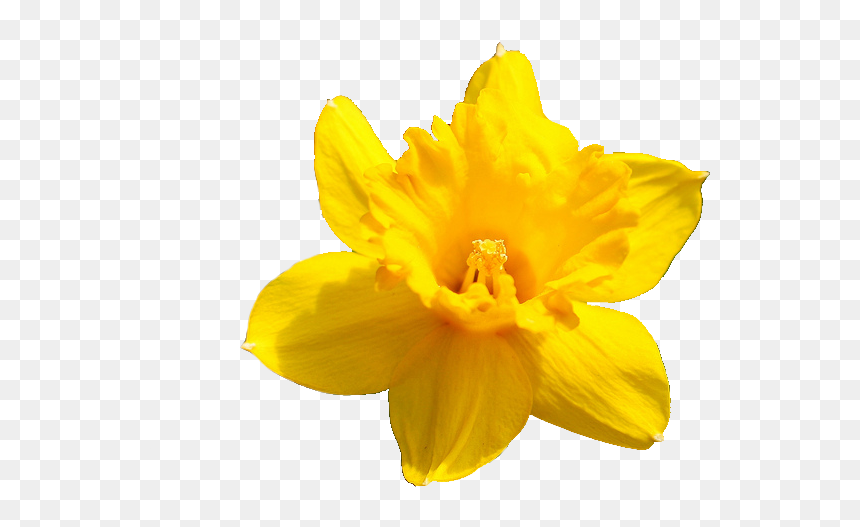 Daffodil Flower Png Pic - Yellow Flower Transparent Background, Png Download - wildflower png