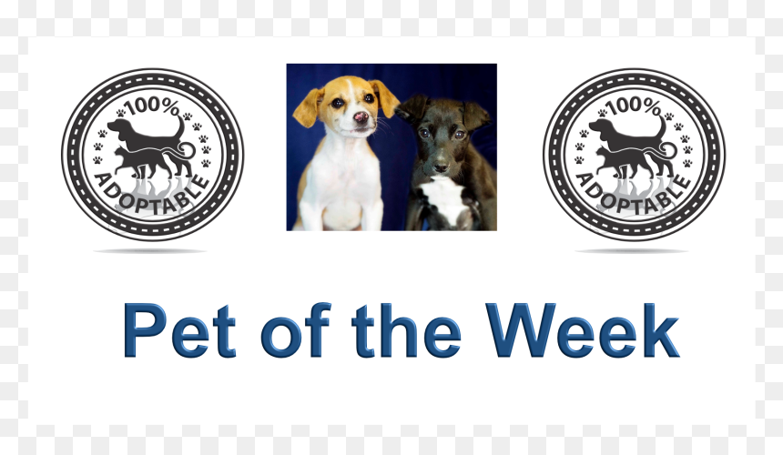 Swats Pets Of The Week, HD Png Download - smudge png