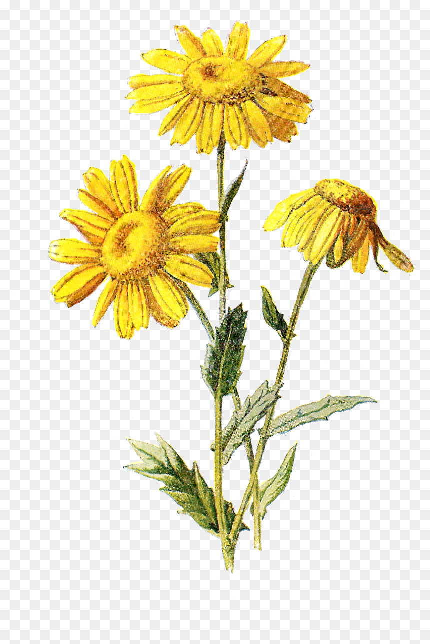 Free Digital Wildflower Downloads - Wildflower Drawing Flower Png, Transparent Png - wildflower png