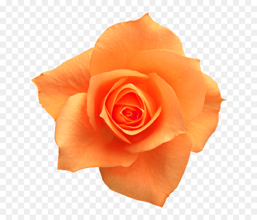 Rose Yellow Flower Clip Art - Orange Roses Png Transparent, Png Download - yellow roses png