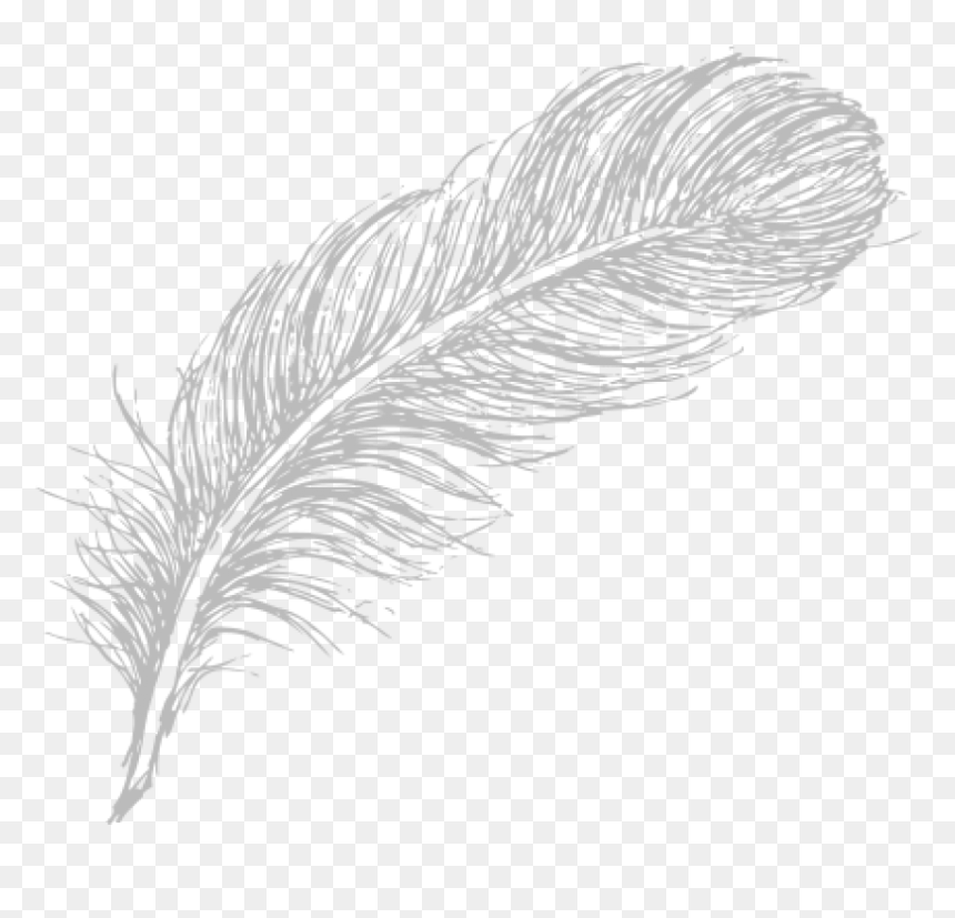 Free Png Download Feather Drawing Png Images Background - White Feather Drawing Png, Transparent Png - feather drawing png