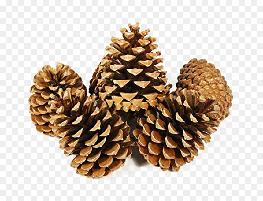 Pine Cone Png Image - Pine Cones, Transparent Png - cone png