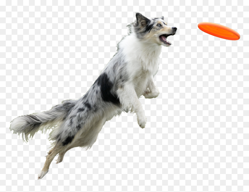 Banner Black And White Chien Et Entourage Pinterest - Frisbee With White Background, HD Png Download - entourage png