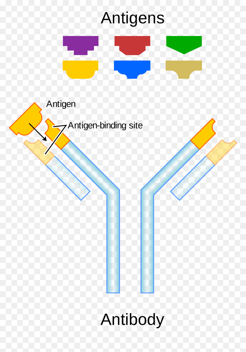 Antibody Antigen, HD Png Download - sombra skull png
