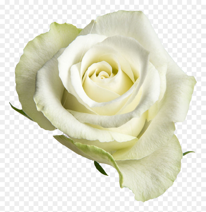 White Open Rose Png, Transparent Png - yellow roses png