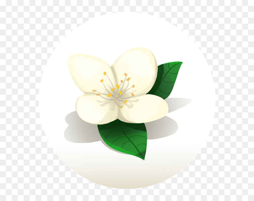 Jasmine, HD Png Download - youtube bell png
