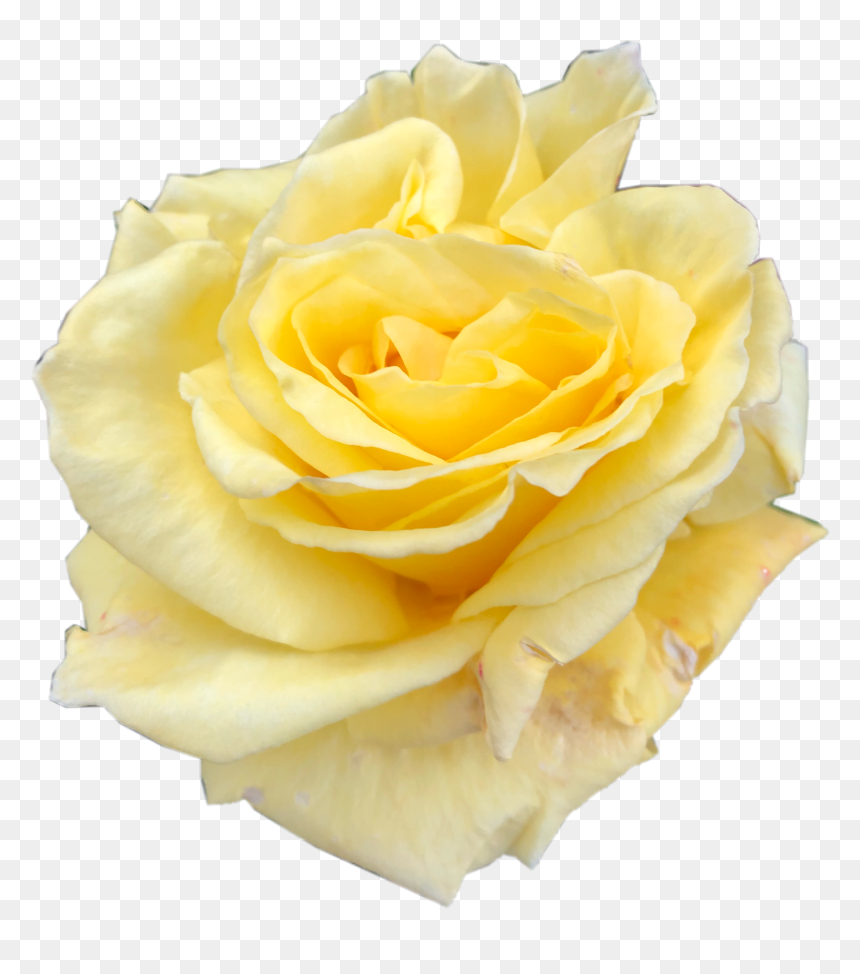 #yellow #rose #yellowrose #freetoedit - Hybrid Tea Rose, HD Png Download - yellow roses png