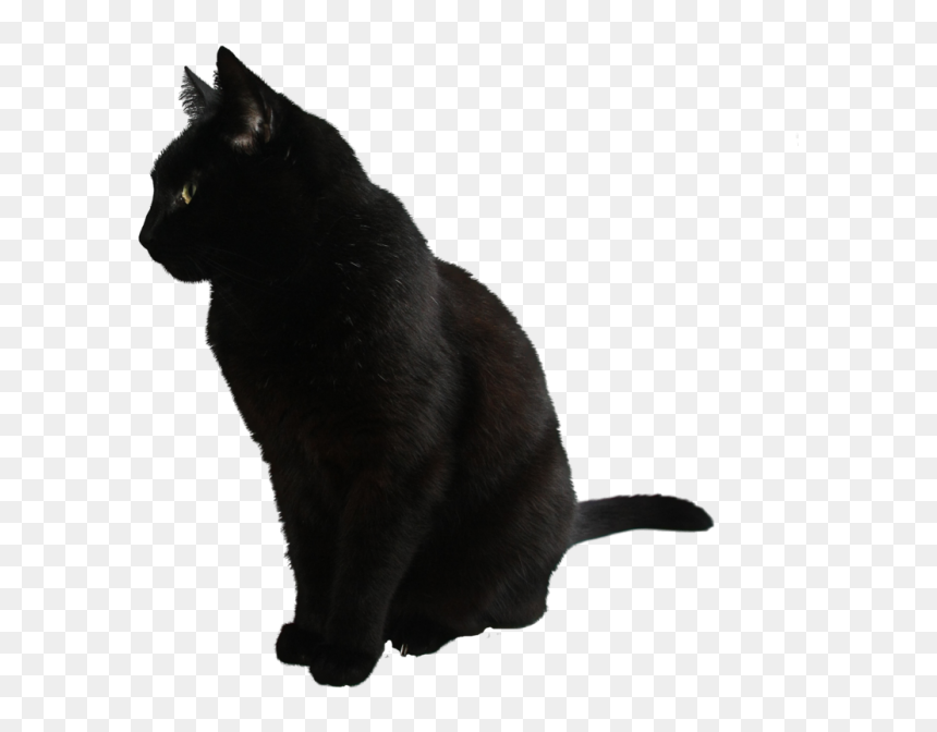 Black Cat Png, Transparent Png - black cat clipart png