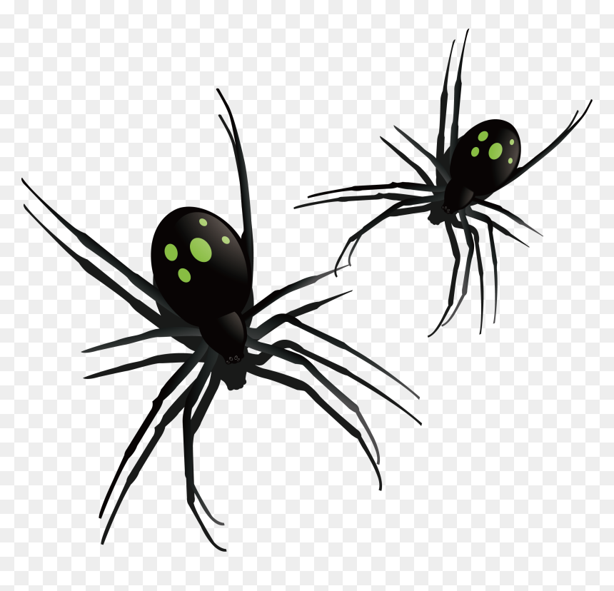 Southern Black Widow Spider Insect Pattern - Southern Black Widow, HD Png Download - black widow spider png