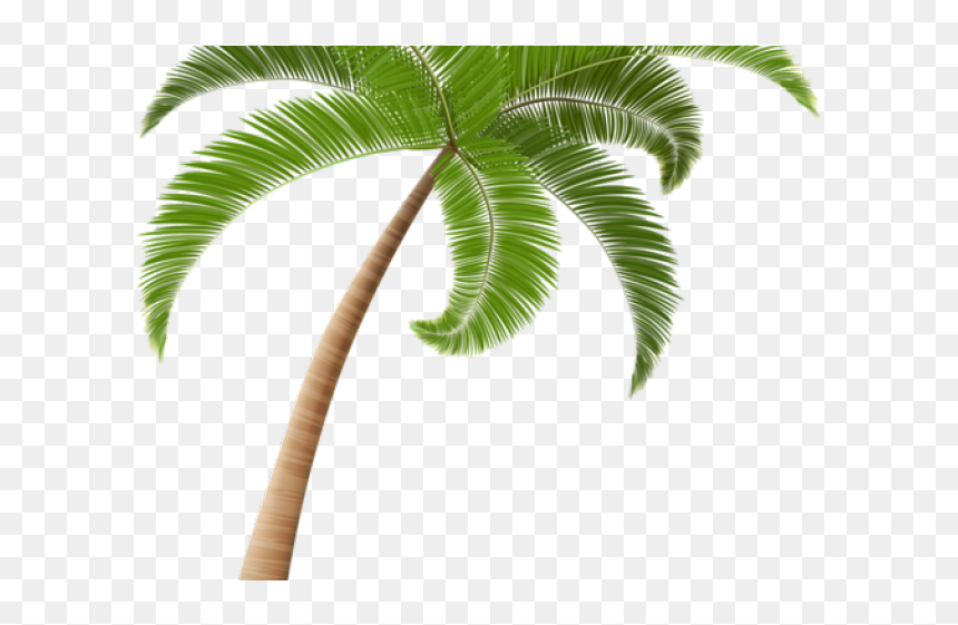 Palm Tree Illustration Png, Transparent Png - jungle tree png