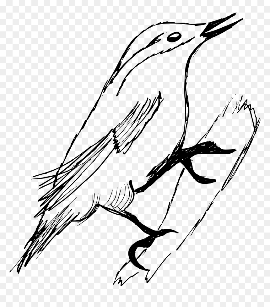 Old World Flycatcher, HD Png Download - feather drawing png