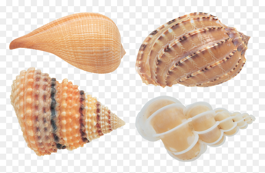 Seashell Png - Transparent Background Seashell Png, Png Download - sea shell png