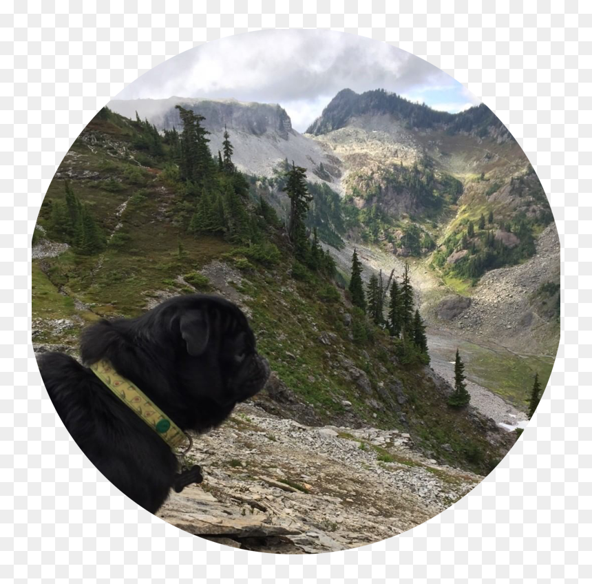 Yodafacemountain - Pug, HD Png Download - snoop dogg face png