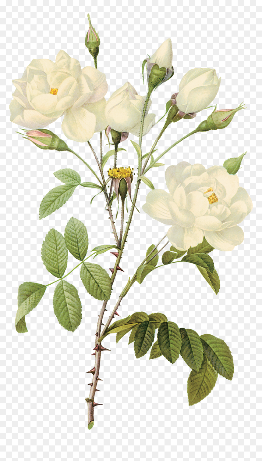 Water Color White Roses - White Transparent Flowers Png, Png Download - watercolor rose png