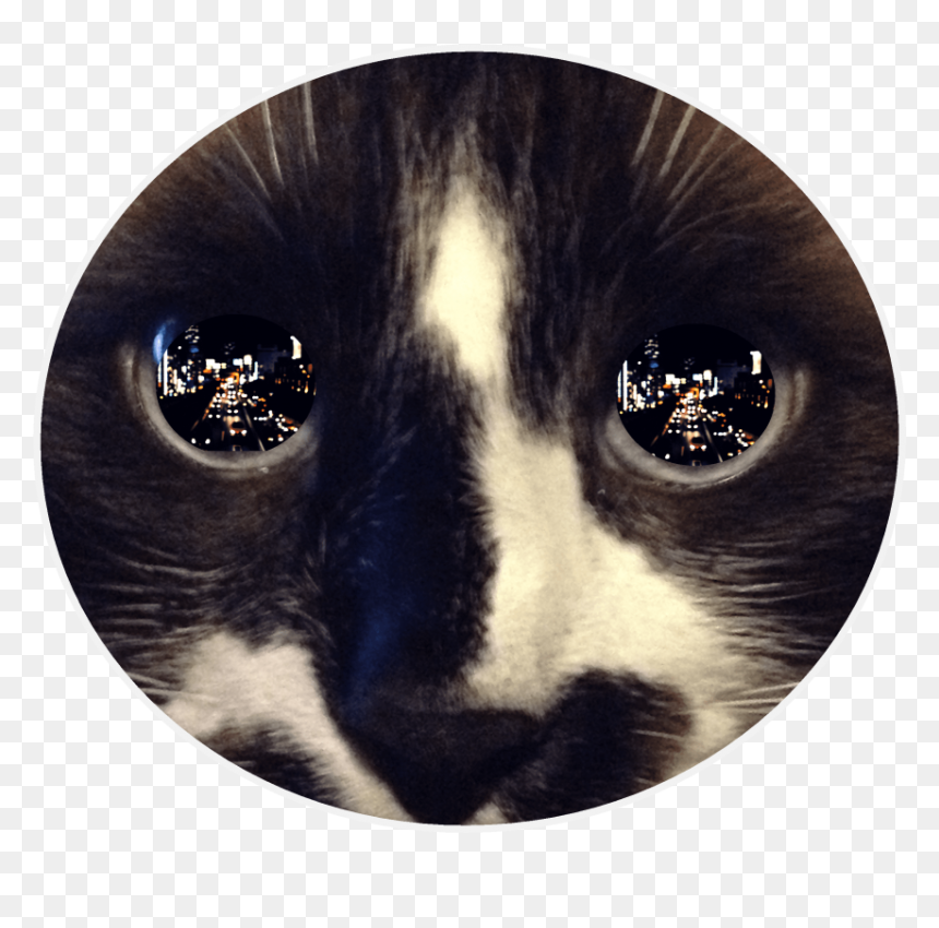 Free Png Download Reflection In Cat"s Eye Png Images - Reflective Eyes, Transparent Png - cat eye png