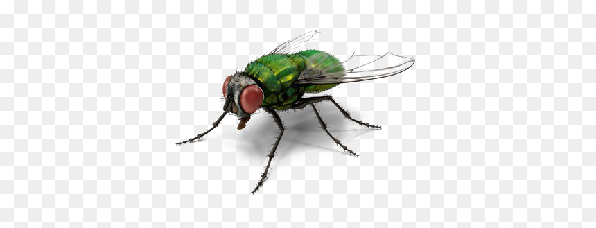 Green Fly Png Transparent File - Green Fly Png, Png Download - flies png