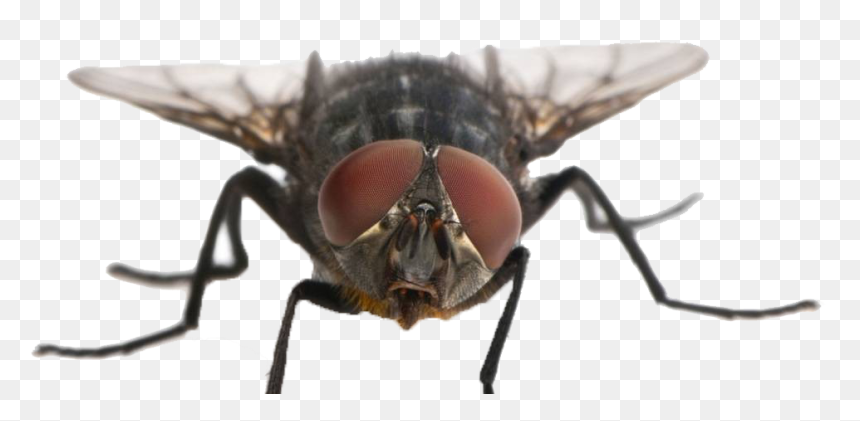 Fly Png Clipart - Does A Fly Look Like, Transparent Png - flies png