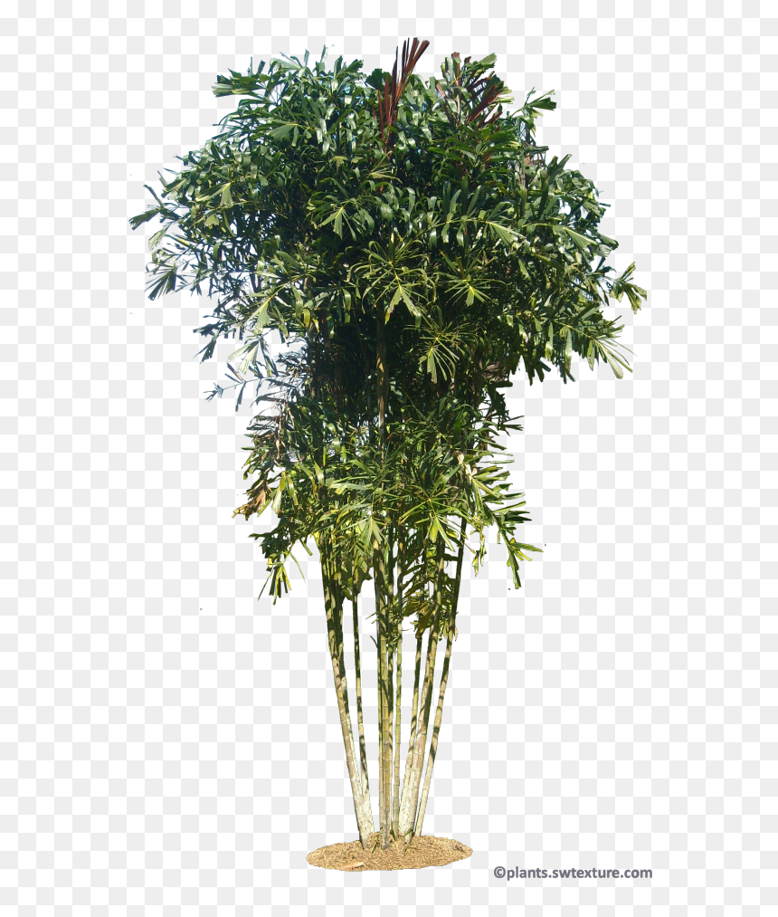 Willow, HD Png Download - tropical plant png