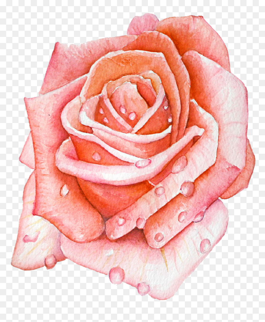 Ashleychase Watercolor Rose - Garden Roses, HD Png Download - watercolor rose png