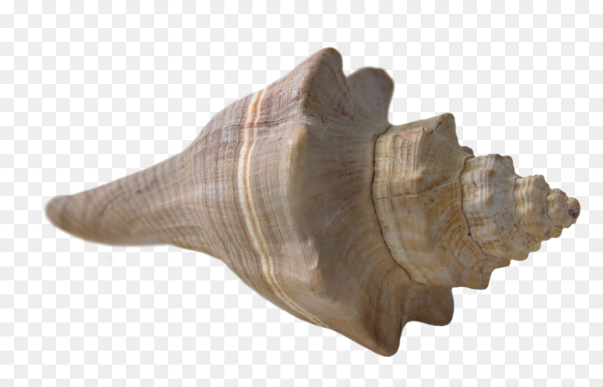 Sea Shell Png - Beach Pngs With Transparent Backgrounds, Png Download - sea shell png