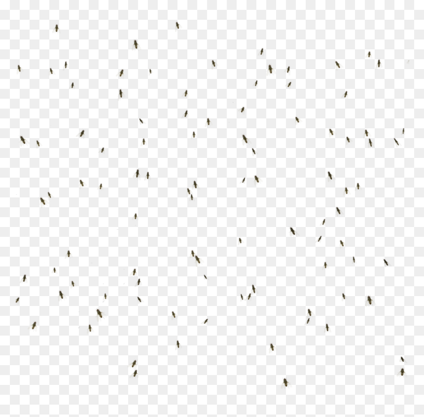 Thumb Image - Flock, HD Png Download - flies png