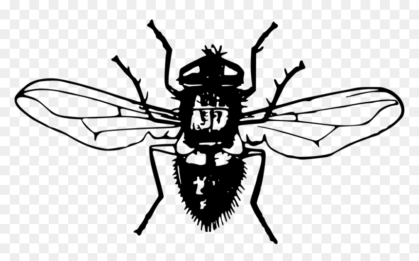 Flue Gjennomsiktig Bakgrunn, HD Png Download - flies png