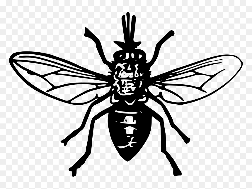 Black Fly Clipart, HD Png Download - flies png