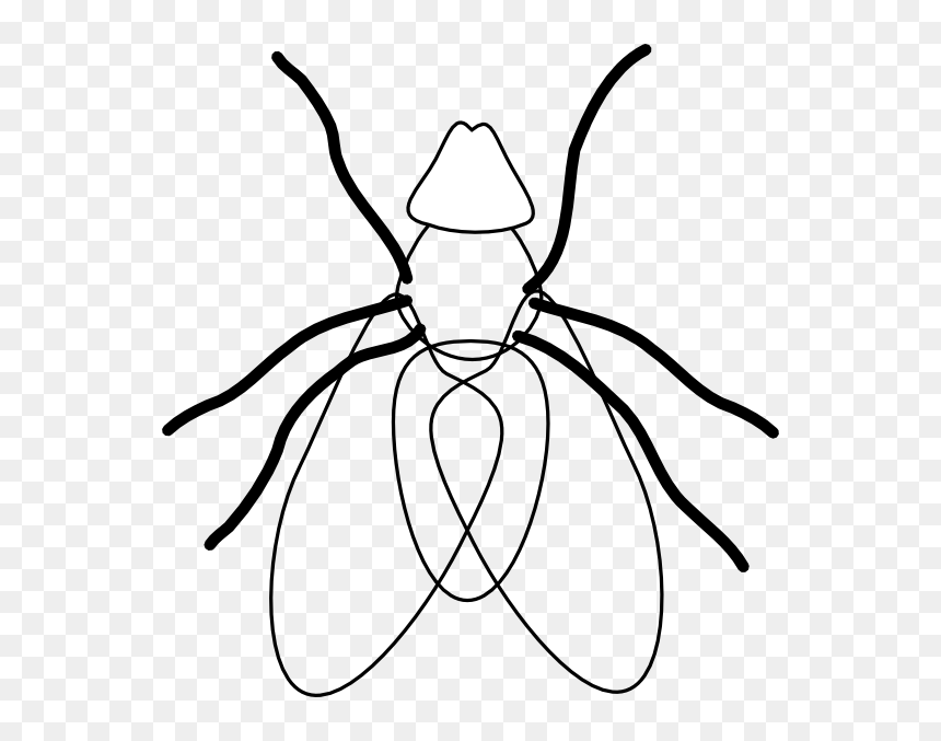 Flying Owl Line Drawing - Clip Art Black And White Flie, HD Png Download - flies png