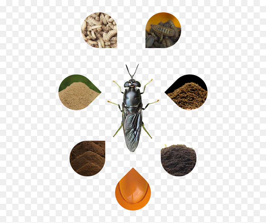 Transparent Flies Png - Black Soldier Fly Products, Png Download - flies png